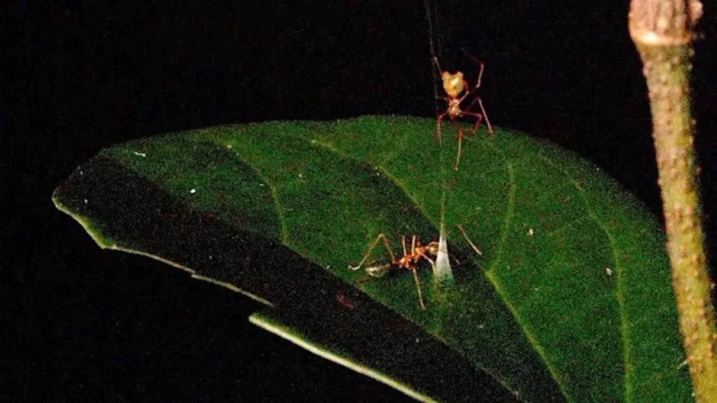 Ballista Spider Discovered in Australia: New Spider Species with Unique Silk Trap | Current Affairs 2026